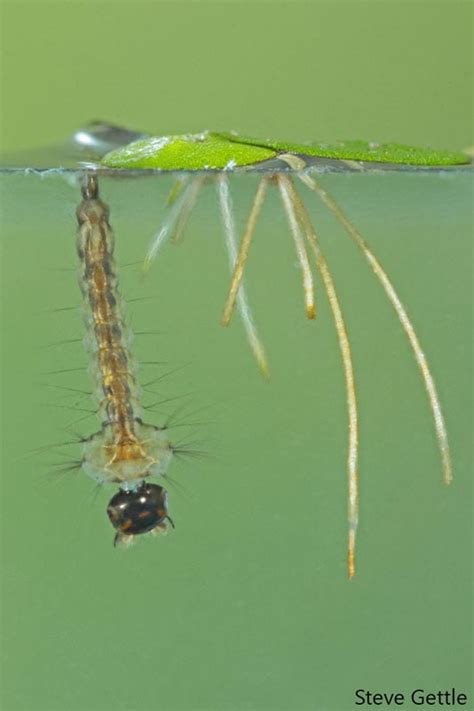 are mosquitoes hatching in march in chengdu china